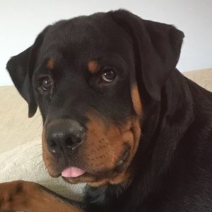 Meet your Posher, Morgan